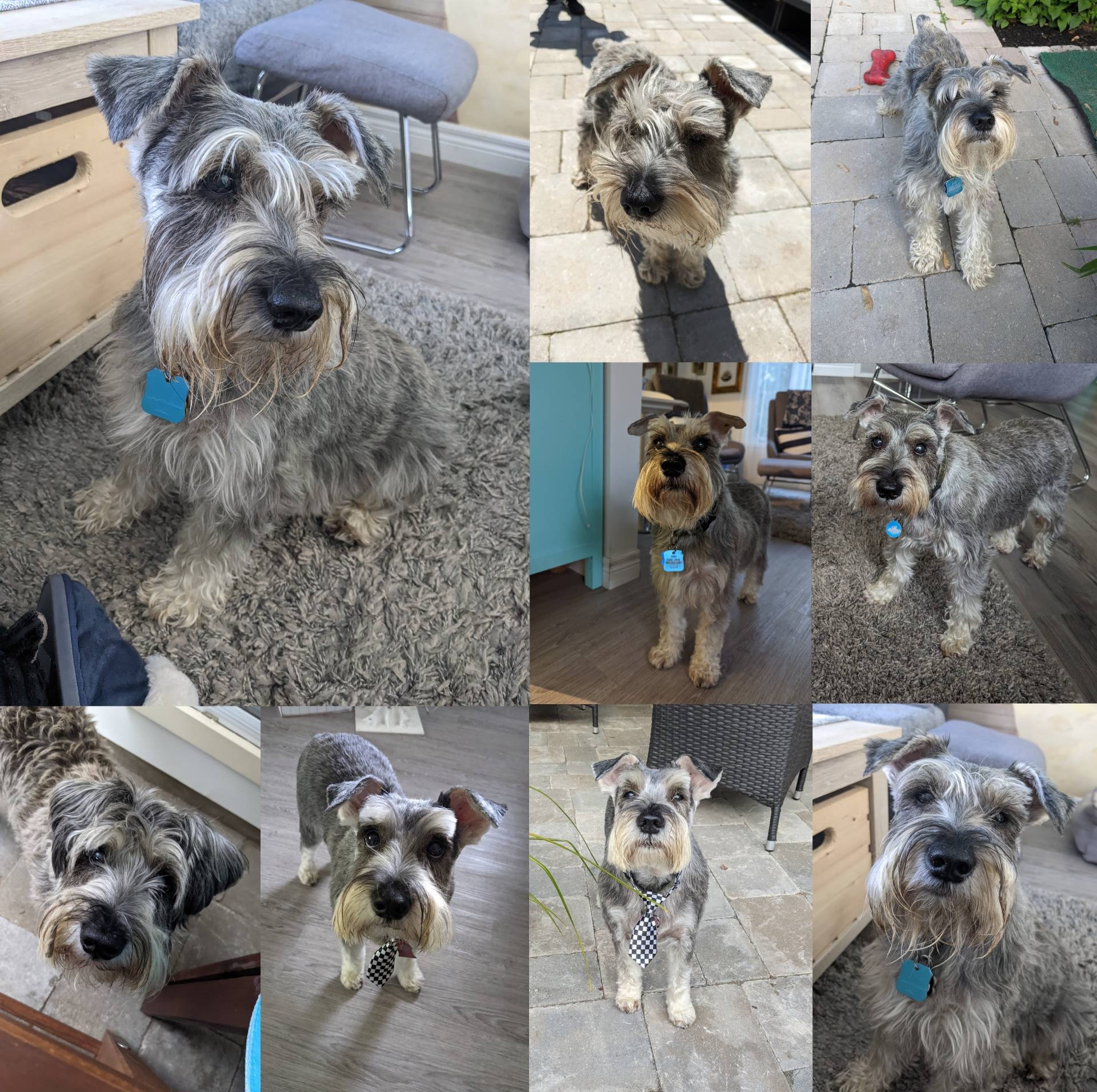 Upload Your Pet’s Photos